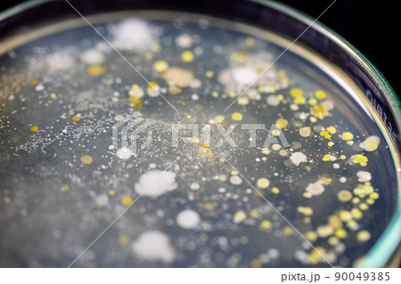 Backgrounds of Characteristics and Different shaped Colony of Bacteria and Mold growing on agar plates from Soil samples for education in Microbiology laboratory. 90049385