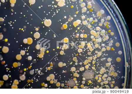 Backgrounds of Characteristics and Different shaped Colony of Bacteria and Mold growing on agar plates from Soil samples for education in Microbiology laboratory. Backgrounds of Characteristics and Different shaped Colony of Bacteria and Mold growing on agar plates from Soil samples for education in Microbiology laboratory. 90049419