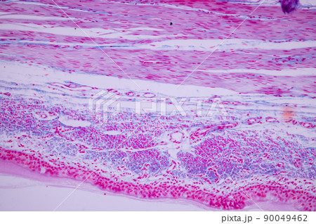 Cliated epithelium of human under the microscope in Lab. 90049462