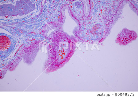 Columnar epithelium of human gall bladder under the microscope in Lab. 90049575