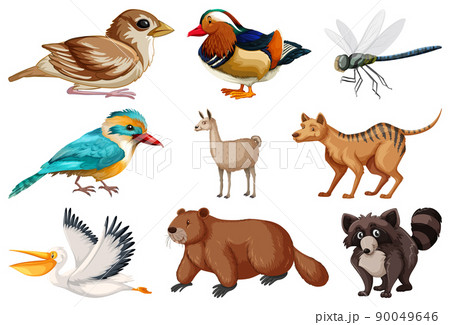Different kinds of animals collection Different kinds of animals collection 90049646
