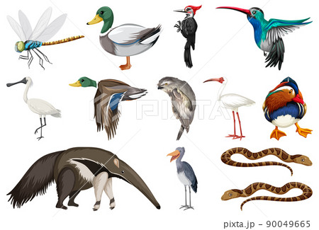Different kinds of animals collection Different kinds of animals collection 90049665