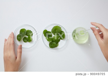 Top view of gotu kola decorated in petri dish and beaker with hand model in white background  90049705
