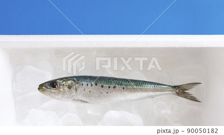 発泡スチロールの箱の中の氷上に保存されている魚（イワシ） 90050182