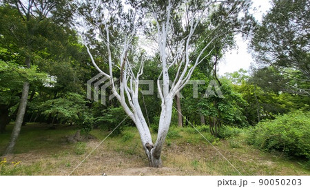 昌慶宮 白松 松 90050203