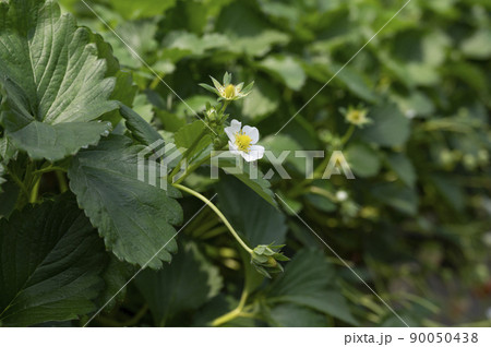 紅ほっぺの花 90050438