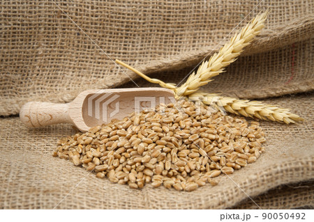 Wheat grain seeds and wooden scoop on hessian fabric Wheat grain seeds and wooden scoop on hessian fabric 90050492