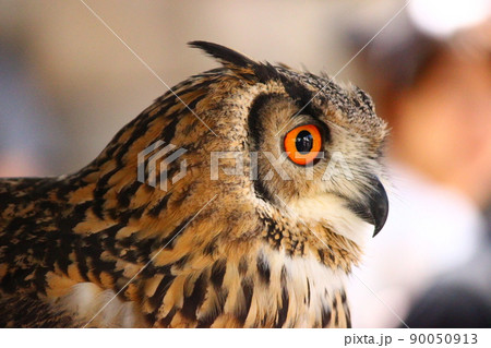 鋭い嘴を持つベンガルワシミミズクの横顔 鋭い嘴を持つベンガルワシミミズクの横顔 90050913