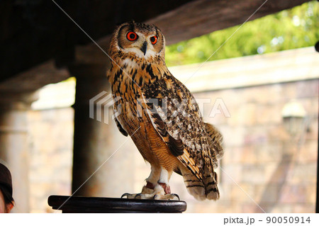 綺麗な模様のベンガルワシミミズク 綺麗な模様のベンガルワシミミズク 90050914