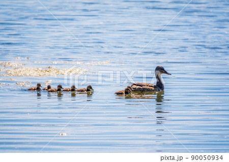 A family of ducks, a duck and its little ducklings are swimming in the water. The duck takes care of its newborn ducklings. Mallard, lat. Anas platyrhynchos 90050934