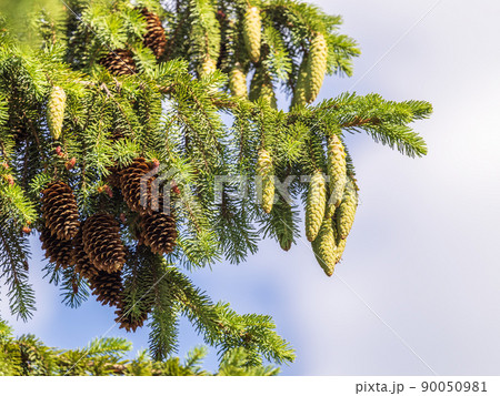 Fresh fir branches with green needles and brown cones. 90050981