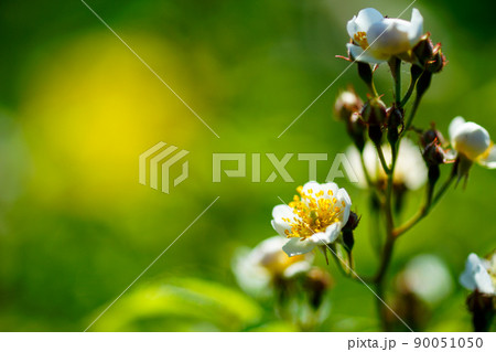 信濃川・やすらぎ堤の野薔薇の花 90051050