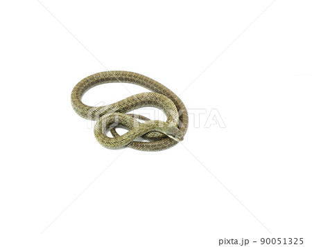 とぐろを巻くアオダイショウ とぐろを巻くアオダイショウ 90051325