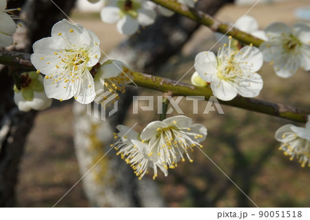 梅の花 梅の花 90051518