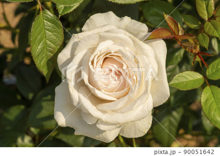 花 植物 バラ 90051642