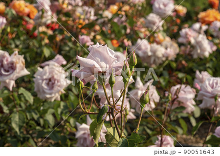 花 植物 バラ 90051643