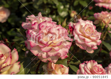 花 植物 バラ 90051845