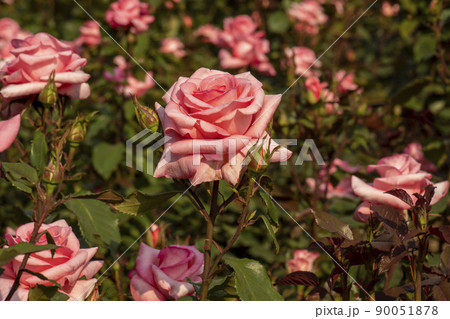 花 植物 バラ 90051878