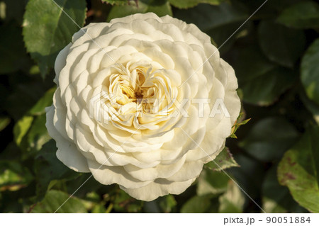 花 花びら 植物 90051884