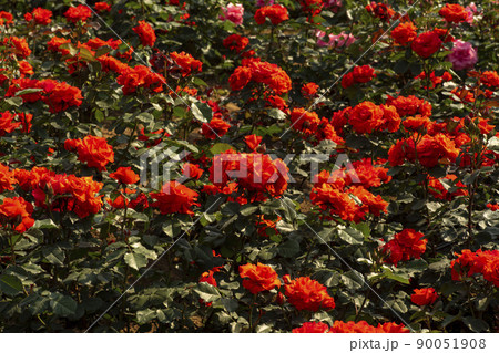 花 植物 バラ 90051908