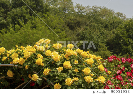 花 植物 バラ 90051958