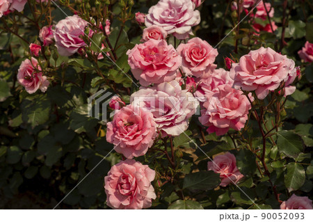 花 植物 バラ 90052093