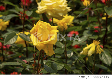 花 植物 バラ 90052135