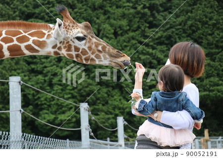 キリンに餌やりをする親子、山口県、秋吉台自然動物公園、サファリランド 90052191