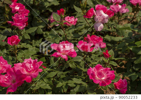 花 植物 バラ 90052233