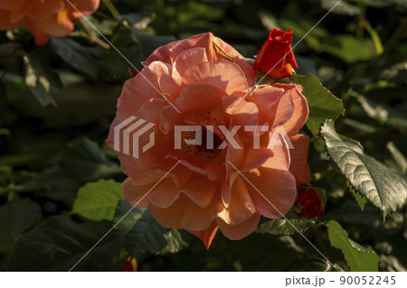 花 花びら 植物 90052245