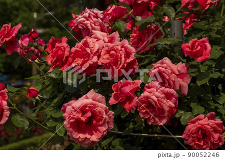 花 植物 バラ 90052246