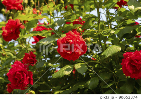 花 植物 バラ 90052374