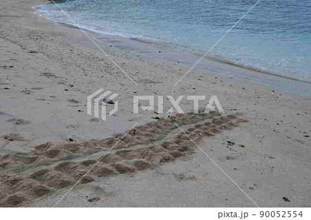 アカウミガメ上陸跡（2022年5月　奄美大島） 90052554