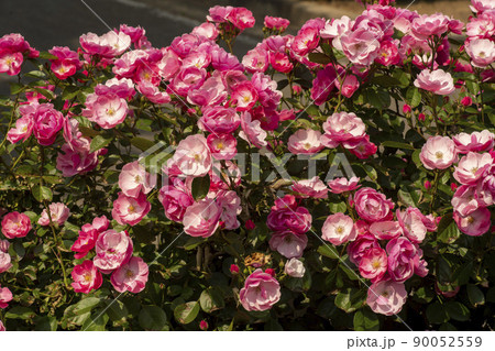 花 植物 バラ 90052559