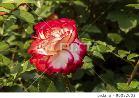 花 植物 バラ 90052603