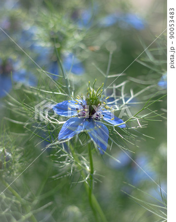 ニゲラ ニゲラ 90053483