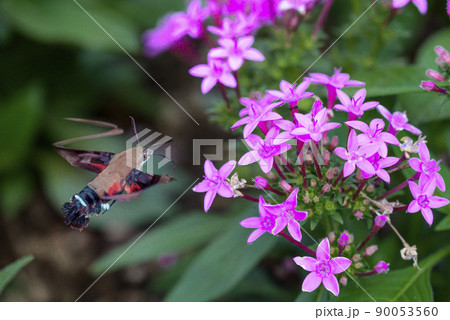 オオスカシバとペンタス オオスカシバとペンタス 90053560