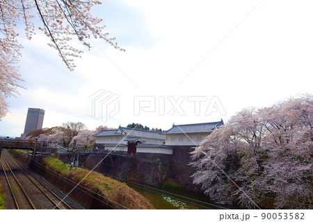 桜　サクラ　さくら　霞城公園 90053582