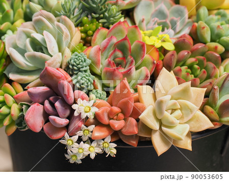 多肉植物の綺麗な寄せ植え 90053605