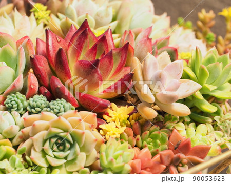 多肉植物の綺麗な寄せ植え 90053623