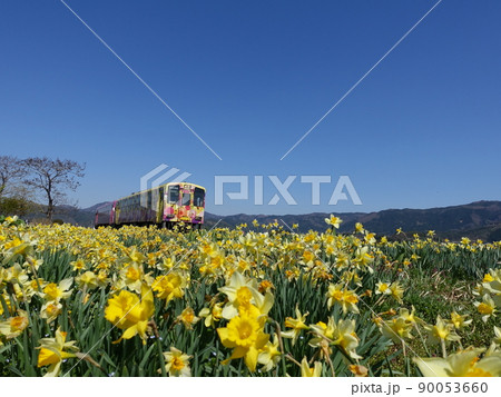 ローカル線とスイセン　水仙　すいせん 90053660