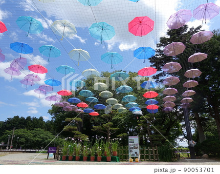 満開のアヤメ あやめ 長井あやめ公園 満開のアヤメ あやめ 長井あやめ公園 90053701