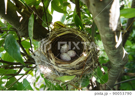 庭木にできた鳥の巣　シジュウカラ 90053790