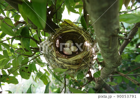 庭木にできた鳥の巣　シジュウカラ 90053791