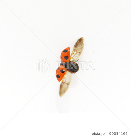 透明の羽を伸ばしたテントウムシ 透明の羽を伸ばしたテントウムシ 90054165