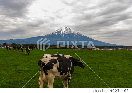 静岡県富士吉田市麓 富士山と牧場の風景 静岡県富士吉田市麓 富士山と牧場の風景 90054462
