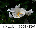 薔薇（一重） 90054596