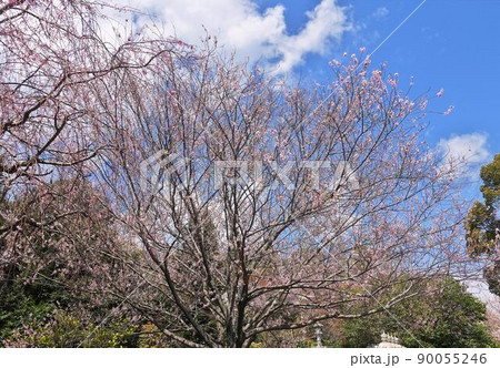 春の奥野公園の桜 90055246