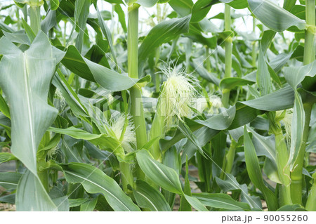 初夏のトウモロコシ畑の雄花と雌花 90055260