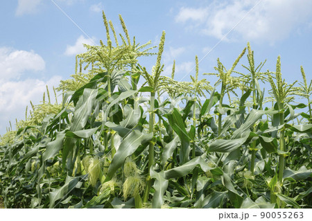 初夏のトウモロコシ畑の雄花と雌花 90055263